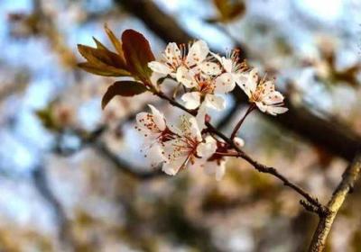 《流年如梦，依然相约-“性暖花开”回忆录》